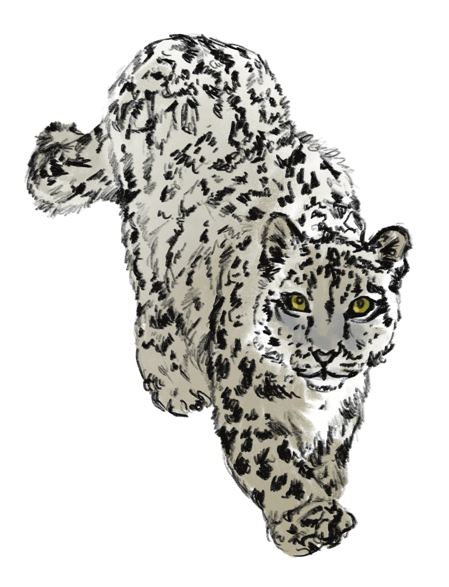 A snow leopard for a Father's Day gift