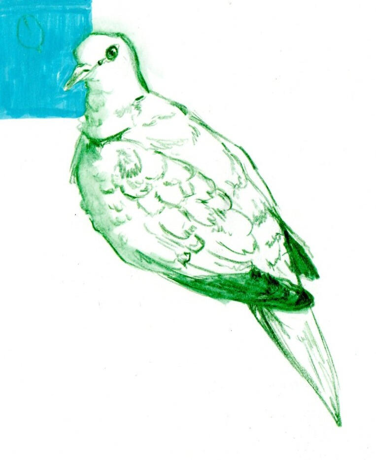 A traditional colored pencil sketch of a mourning dove.